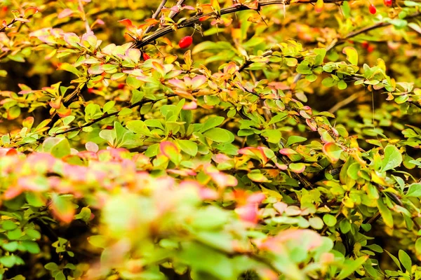 Осінній фон природи, листя і дерева на відкритому повітрі — стокове фото