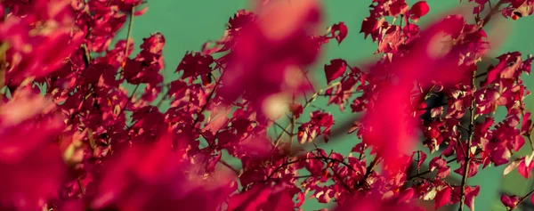 秋の自然シーンの背景、葉や木々屋外 — ストック写真