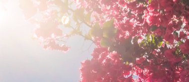 Mercan çiçeklenme çiçekler ve mavi gökyüzü, kadınsı tarzı arka plan