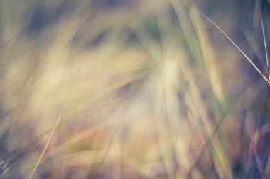 Kırsal alan, kırsal bir gün