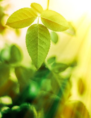 Baharda taze yeşil yapraklar