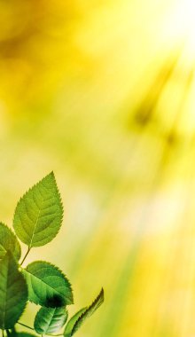 Baharda taze yeşil yapraklar