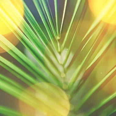 Yaz aylarında sahilde tropikal palmiyeler