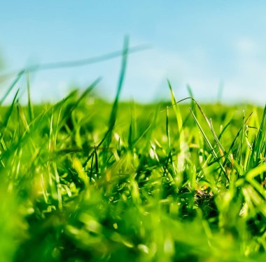 Güneşin doğuşunda yeşil bir alanda taze çim ve güneşli mavi gökyüzü, Natu