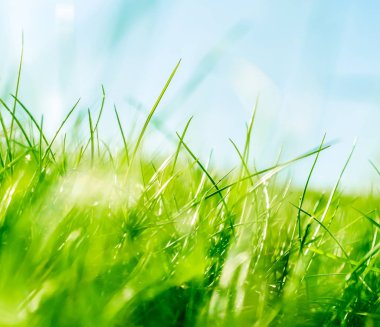 Güneşin doğuşunda yeşil bir alanda taze çim ve güneşli mavi gökyüzü, Natu