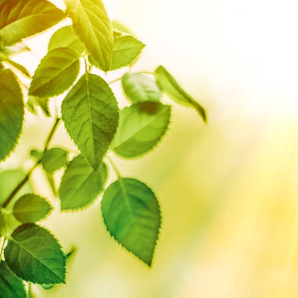 Folhas verdes frescas na primavera — Fotografia de Stock