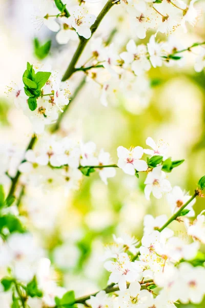 Цветение сакуры весной, белые цветы, как природа backgroun — стоковое фото