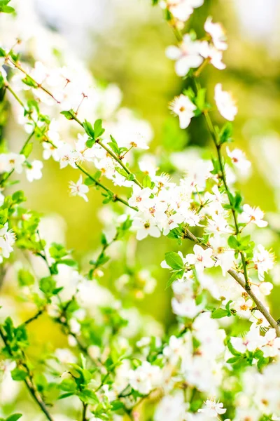 Körsbärs träd blomma på våren, vita blommor som naturen bakgrunds — Stockfoto