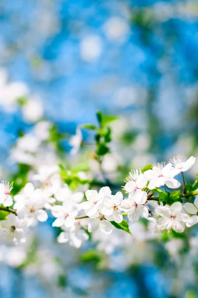 Flor de cerejeira e céu azul, flores brancas como backgr natureza — Fotografia de Stock