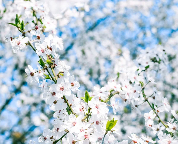 Flor de cerezo y cielo azul, flores blancas como fondo de la naturaleza — Foto de Stock