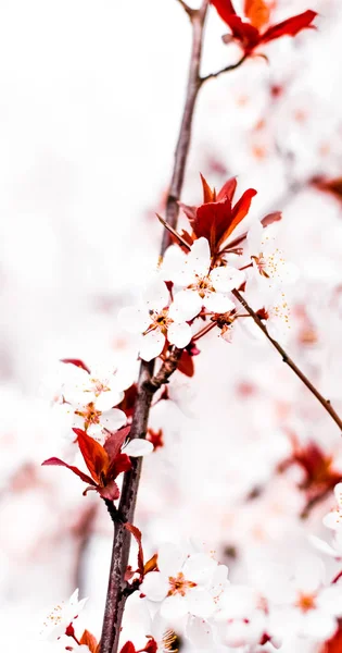 Blommig blomma på våren, rosa blommor som natur bakgrund — Stockfoto