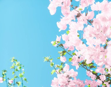 Bir rüya bahçesinde pastel pembe çiçeklenme çiçekler ve mavi gökyüzü, Flo
