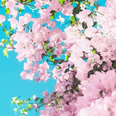 Bir rüya bahçesinde pastel pembe çiçeklenme çiçekler ve mavi gökyüzü, Flo