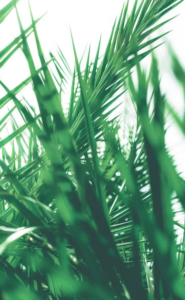 Tropikal palmiye yaprakları, çiçek arka plan — Stok fotoğraf