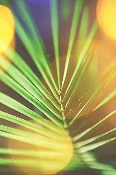 Tropiska palmer på stranden på sommaren — Stockfoto