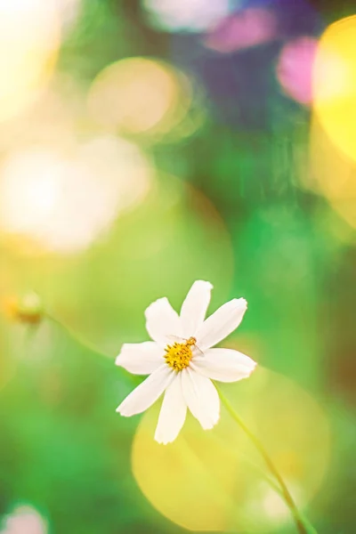 Százszorszép virágok egy álomkertben nyáron — Stock Fotó