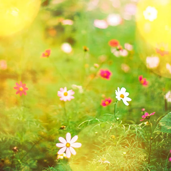 Daisy flowers in a dream garden in summertime — Stock Photo, Image