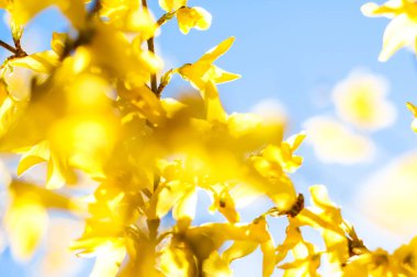 Güzel sarı çiçekler ve arka plan olarak mavi gökyüzü