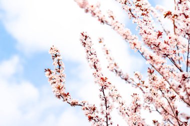 Bahar çiçek çiçeği, Doğa arka plan olarak pembe çiçekler