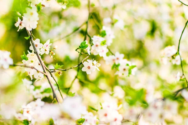 Körsbärs träd blomma på våren, vita blommor som naturen bakgrunds — Stockfoto