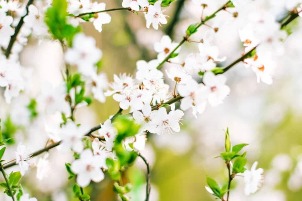 Вишневе дерево розквітає навесні, білі квіти як фонова група природи — стокове фото