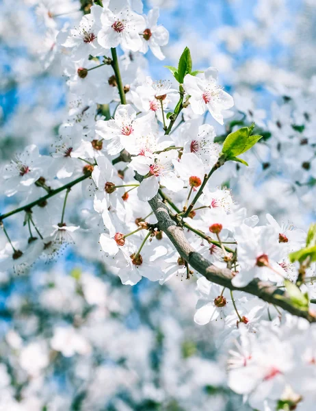 Körsbärs träd blomma och blå himmel, vita blommor som naturen bakgrunds — Stockfoto