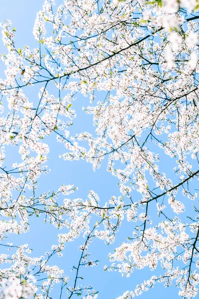 Flor de cerejeira e céu azul, flores brancas como backgr natureza — Fotografia de Stock