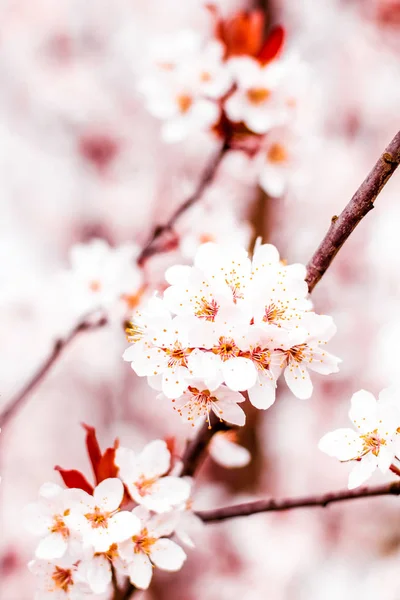 Bahar çiçek çiçeği, Doğa arka plan olarak pembe çiçekler — Stok fotoğraf
