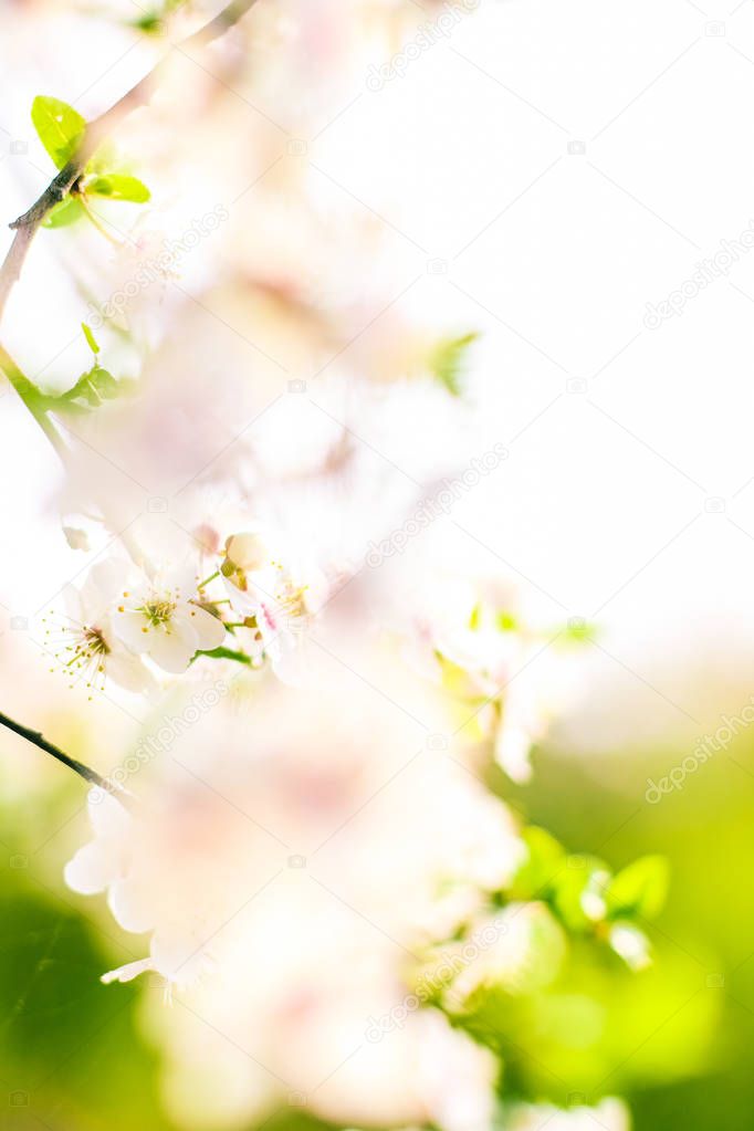 Cherry tree blossom in spring, white flowers as nature backgroun