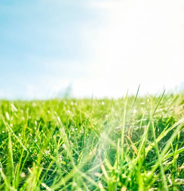 Güneşin doğuşunda yeşil bir alanda taze çim ve güneşli mavi gökyüzü, Natu