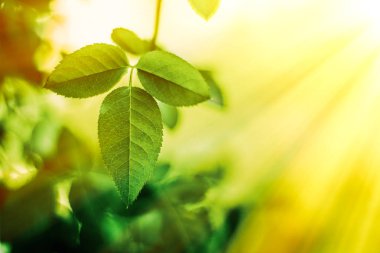 Baharda taze yeşil yapraklar