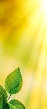 Baharda taze yeşil yapraklar