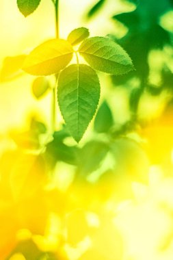 Baharda taze yeşil yapraklar