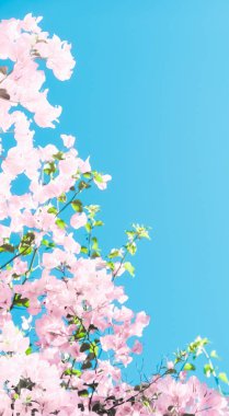 Bir rüya bahçesinde pastel pembe çiçeklenme çiçekler ve mavi gökyüzü, Flo