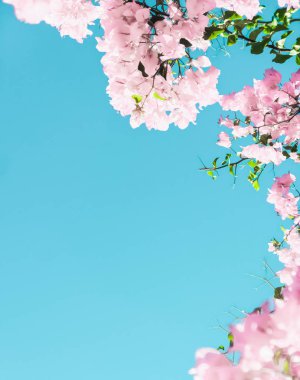 Bir rüya bahçesinde pastel pembe çiçeklenme çiçekler ve mavi gökyüzü, Flo