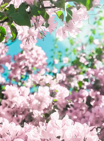 파스텔 핑크 꽃과 꿈의 정원에서 푸른 하늘, 플로 — 스톡 사진