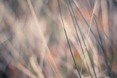 Kırsal alan, kırsal bir gün