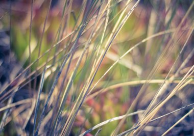 Kırsal alan, kırsal bir gün