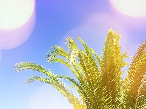 Palmeras tropicales en la playa en verano — Foto de Stock