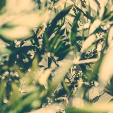Yunanistan 'da Zeytin Bahçesi