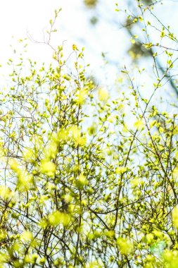 Bahar, Doğa arka planda yeşil yaprakları