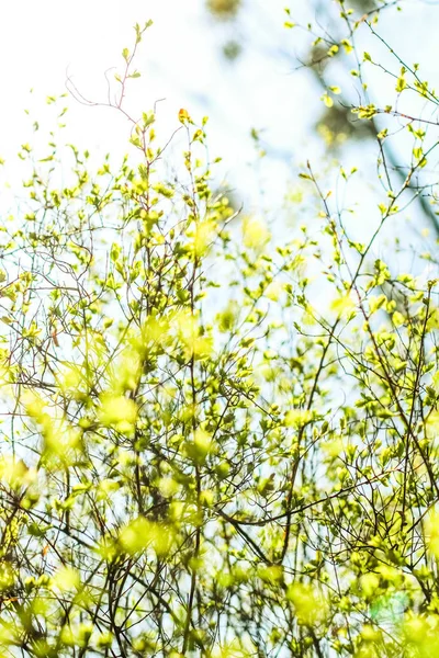 Gröna löv på våren, natur bakgrund — Stockfoto