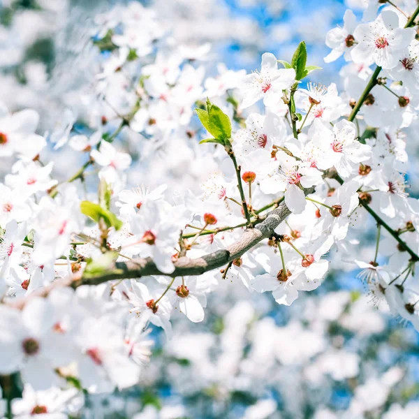 Cherry Tree bloesem en blauwe lucht, witte bloemen als de natuur ondergrond — Stockfoto
