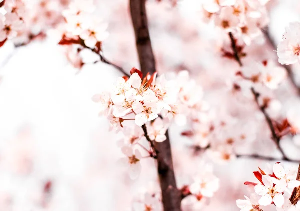 Bloemen bloesem in het voorjaar, roze bloemen als natuur achtergrond — Stockfoto
