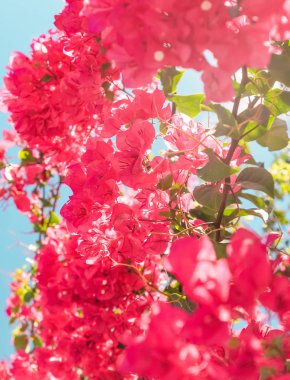 Mercan çiçeklenme çiçekler ve mavi gökyüzü, kadınsı tarzı arka plan