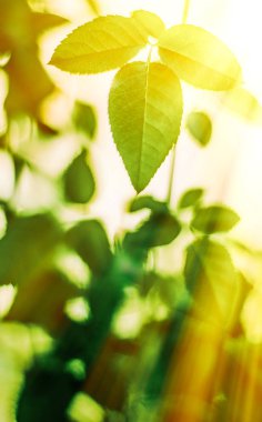 Baharda taze yeşil yapraklar