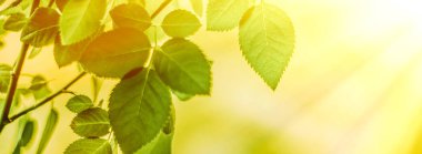 Baharda taze yeşil yapraklar