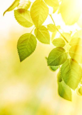 Baharda taze yeşil yapraklar