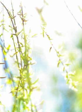 Bahar, Doğa arka planda yeşil yaprakları