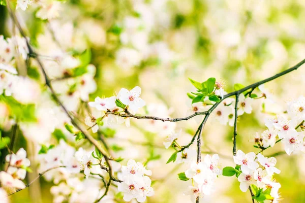 Flor de cerejeira na primavera, flores brancas como fundo da natureza — Fotografia de Stock